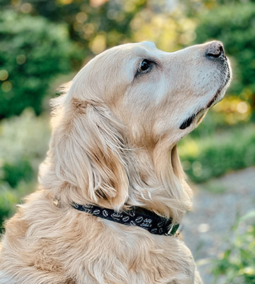 Coffee 2024 dog collar